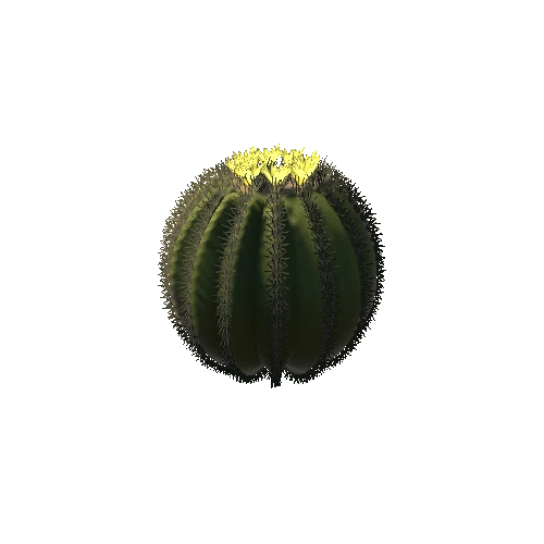 Ball Cactus 02